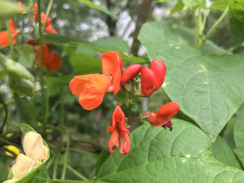 Фасоль Phaseolus coccineus