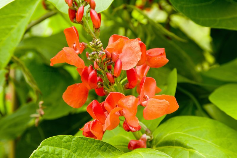 Фасоль огненно-красная Phaseolus coccineus l.