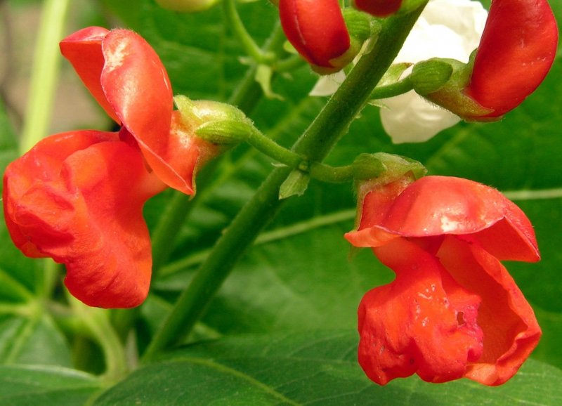 Фасоль Phaseolus coccineus