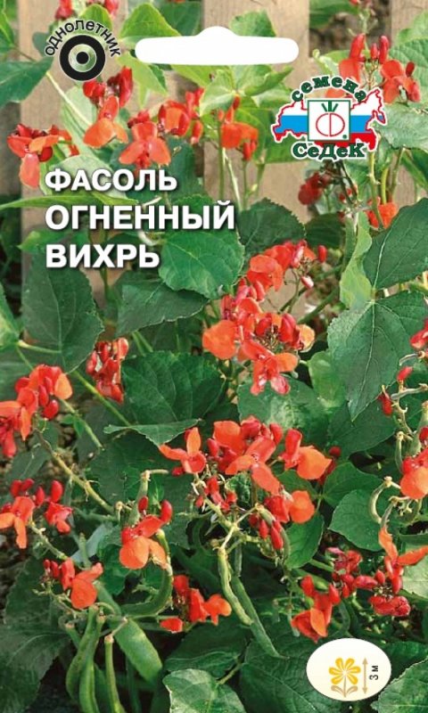 Долихос вьющаяся сирень
