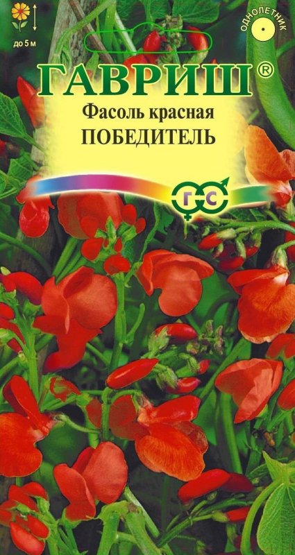 Лиана фасоль декоративная