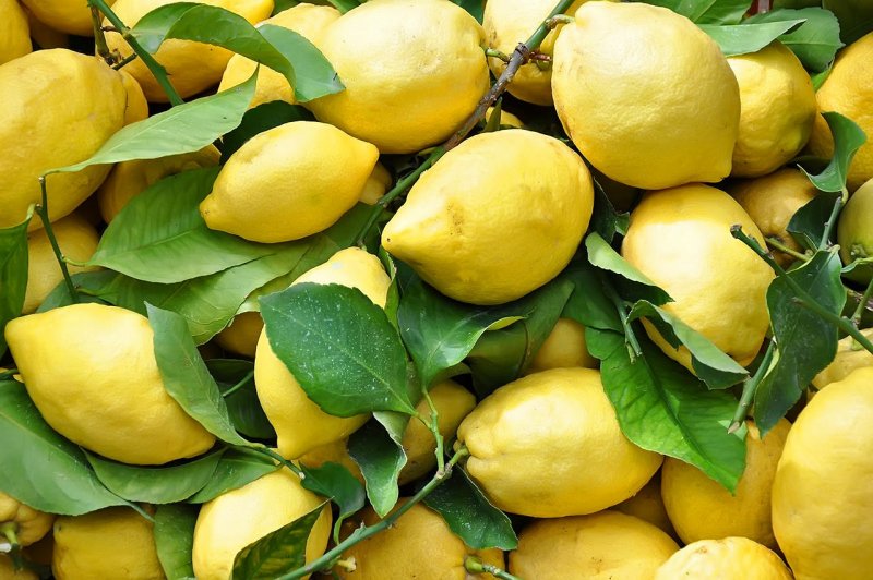 Lemon Citrus Limon Италия