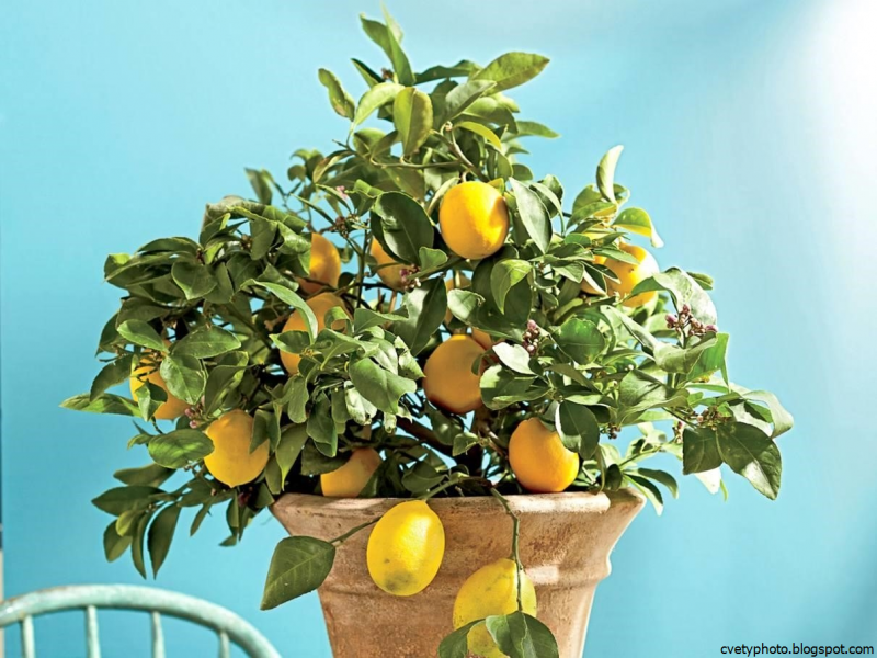 Лимон (Citrus Limon)