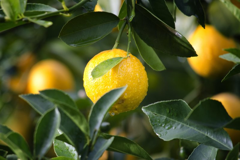 Citrus Limon 'крупноплодный