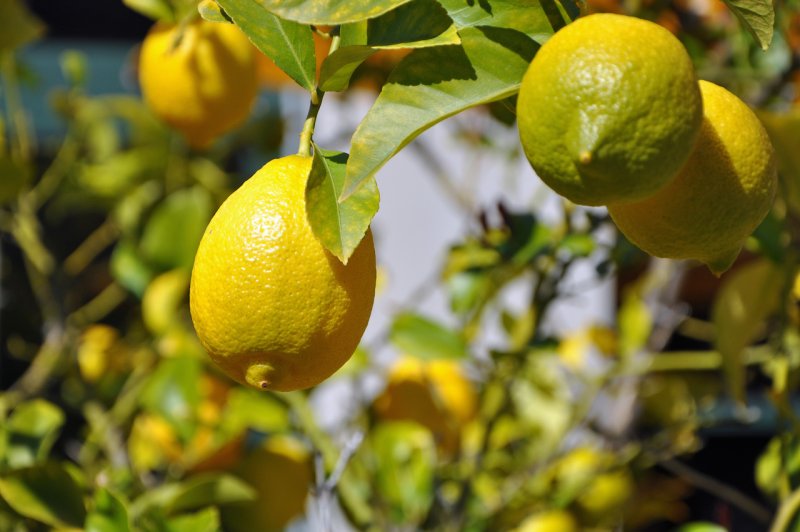 Лимон "Эврика" (Citrus Limon "Eureka")
