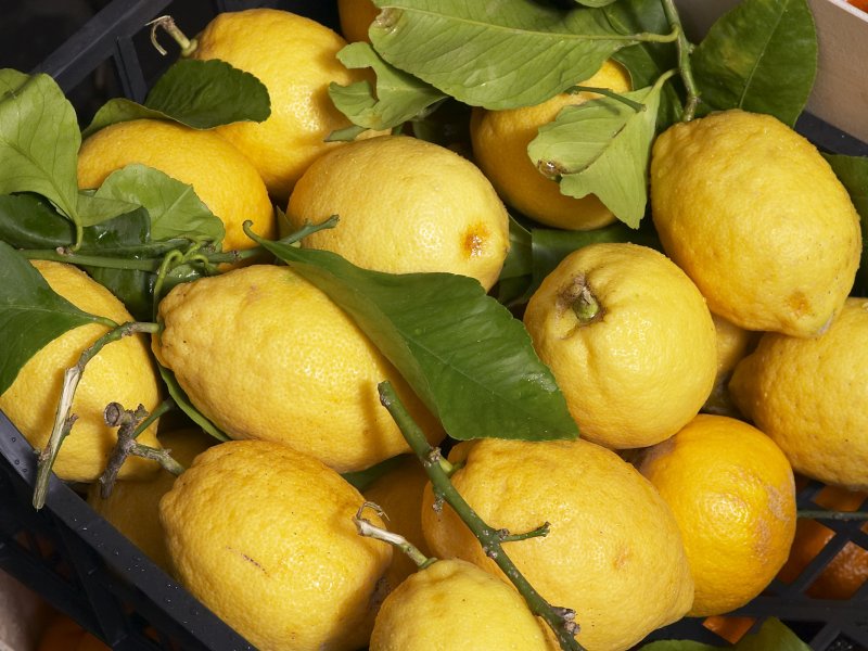 Golden Lemon сорт