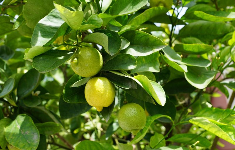Lemon Tree (лимонное дерево)