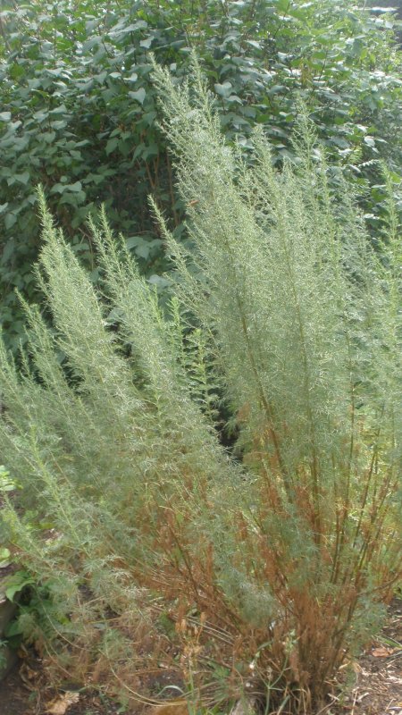 Полынь лечебная Artemisia abrotanum