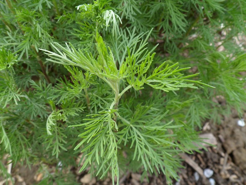 Древовидная Полынь Artemisia abrotanum