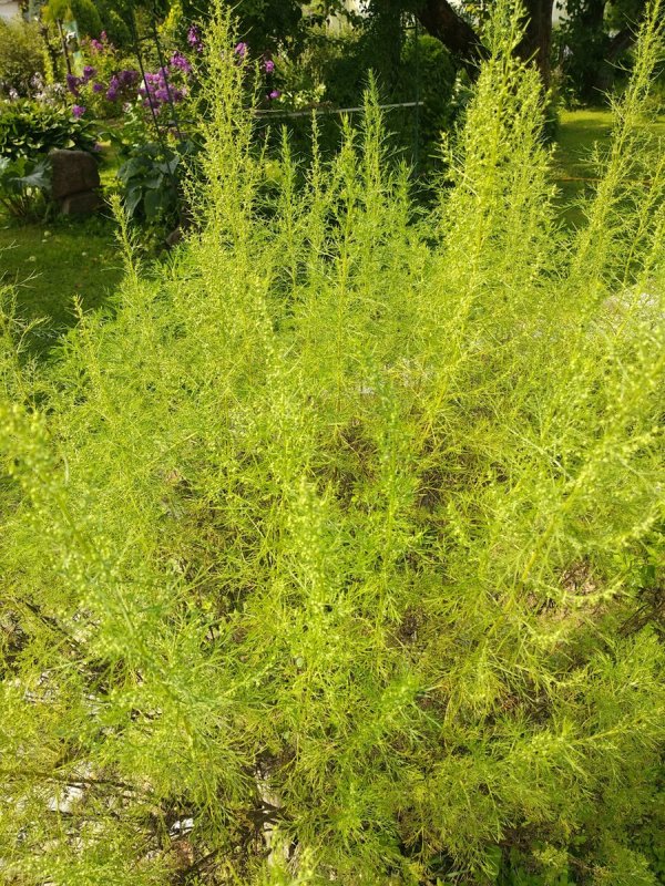 Полынь лечебная Artemisia abrotanum