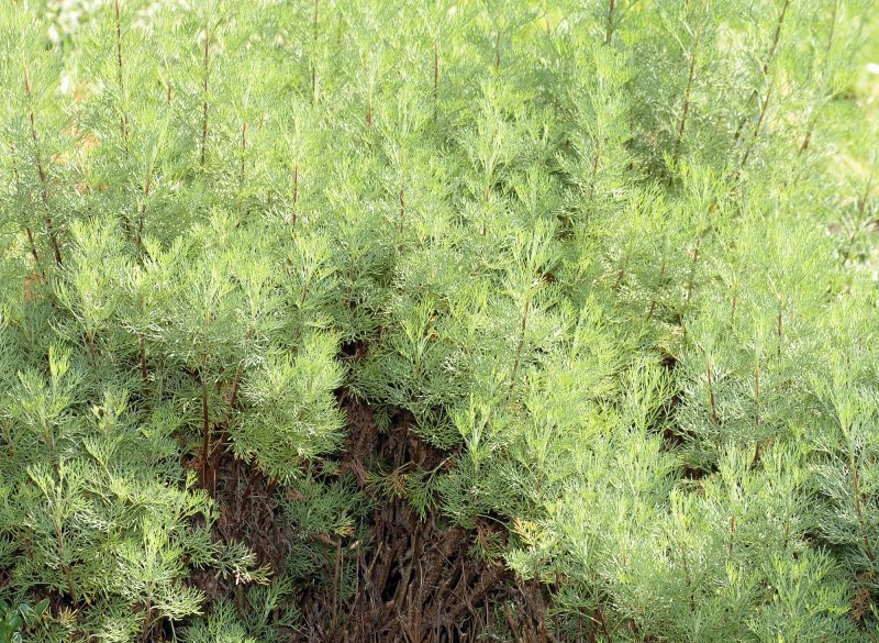 Древовидная Полынь Artemisia abrotanum