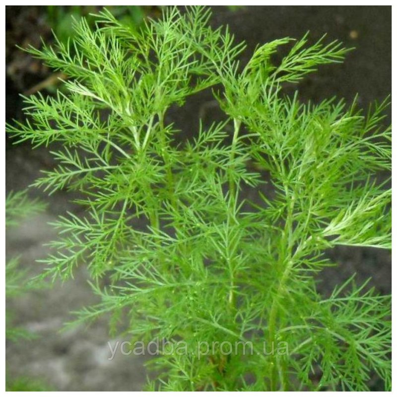 Полынь Божье дерево (Artemisia abrotanum)