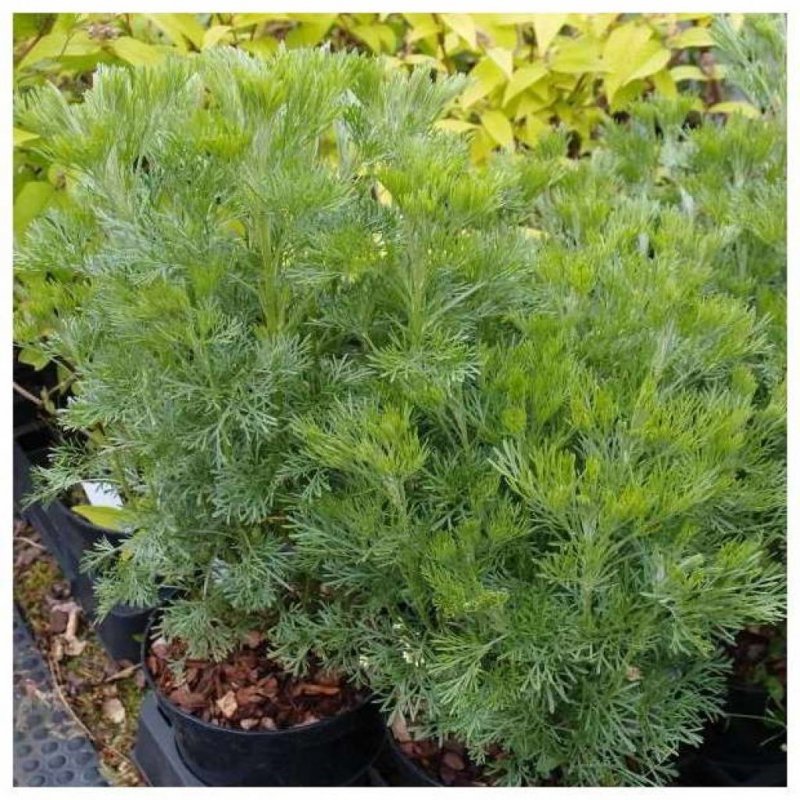 «Божье дерево» (Artemisia abrotanum)