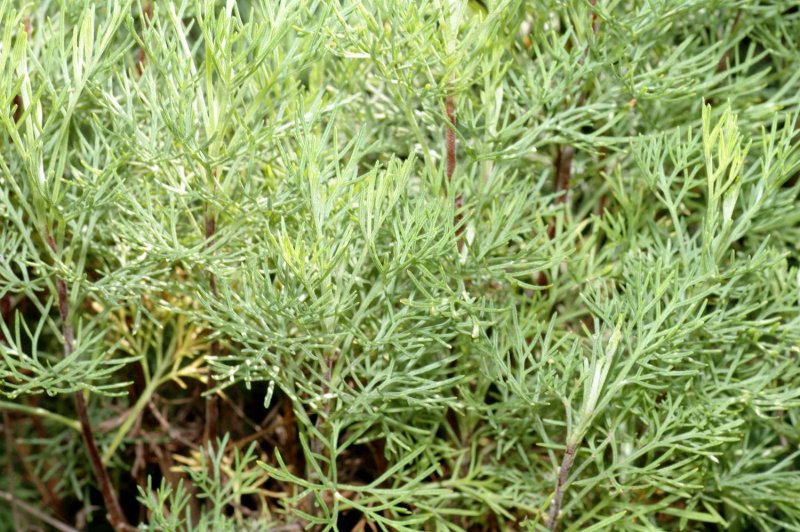 Полынь лечебная Artemisia abrotanum