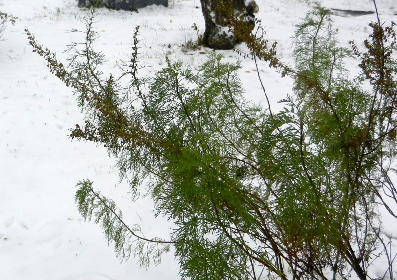 Древовидная Полынь Artemisia abrotanum