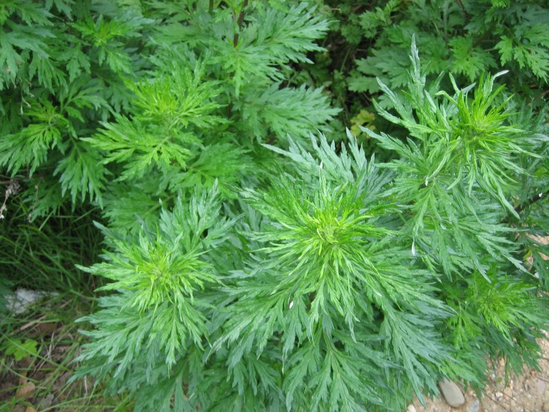 Полынь обыкновенная 'Aureovariegata'