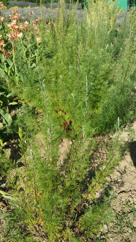 Древовидная Полынь Artemisia abrotanum