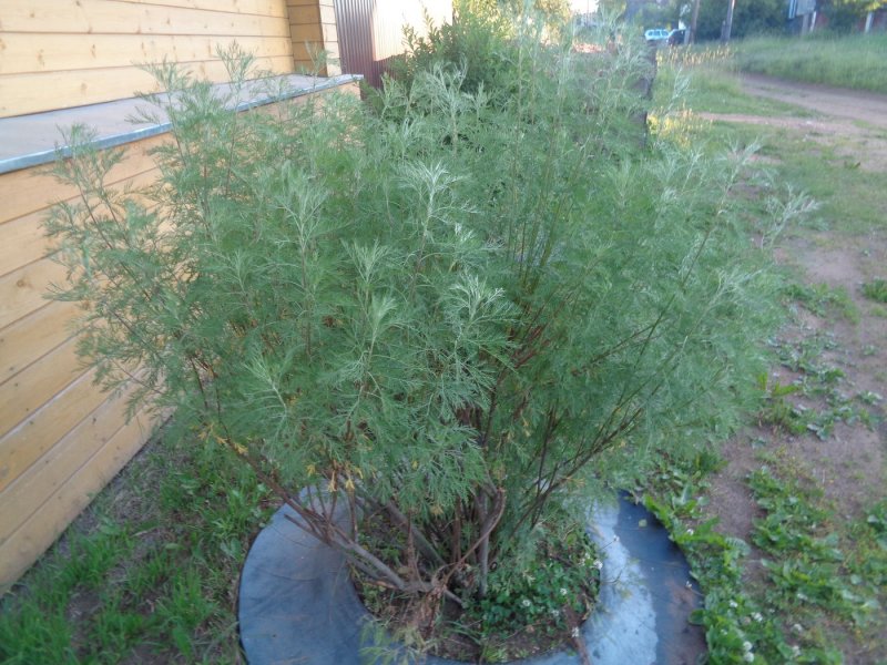 Полынь Божье дерево (Artemisia abrotanum)