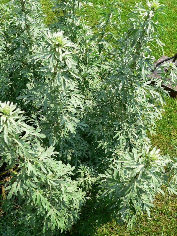 Полынь высокая (лат. Artemisia abrotanum) ареал обитания