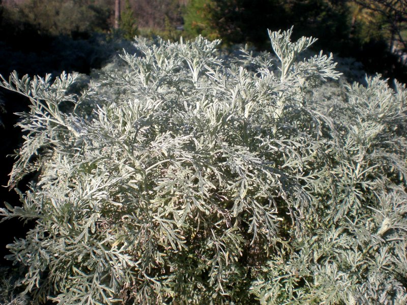 Полынь однолетняя Artemisia annua