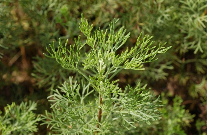 Древовидная Полынь Artemisia abrotanum