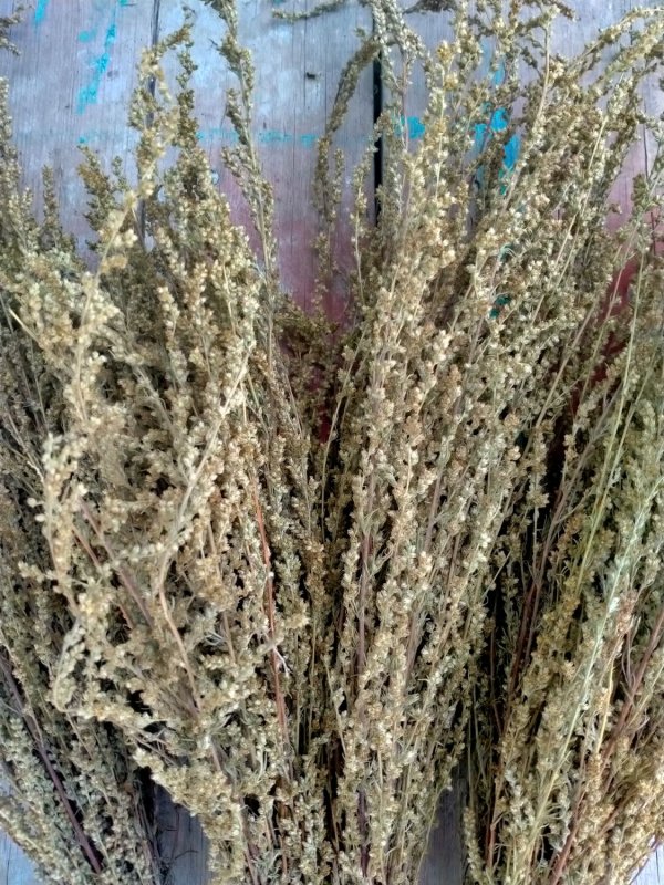 Seriphium Plumosum