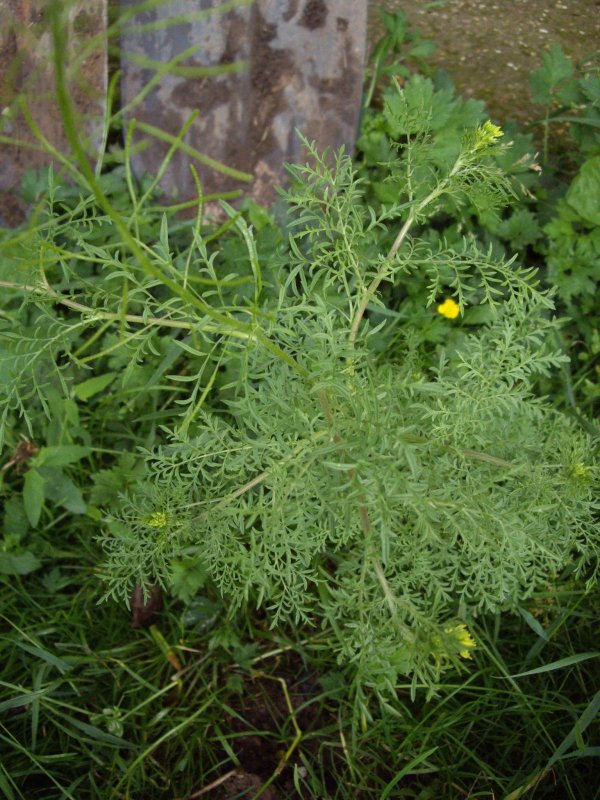 Полынь Божье дерево (Artemisia abrotanum)