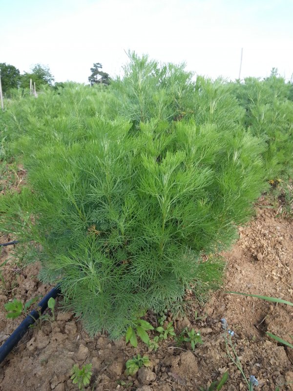 Древовидная Полынь Artemisia abrotanum