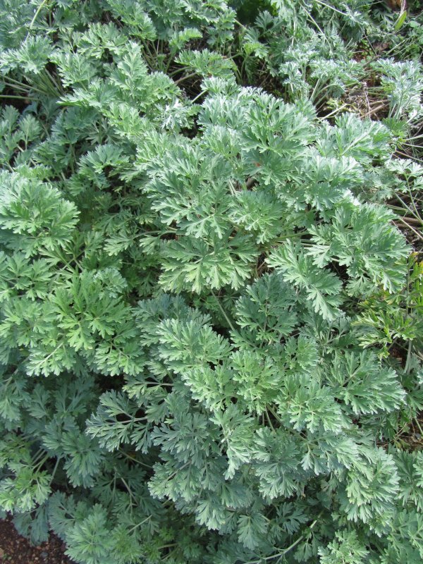 Artemisia arborescens