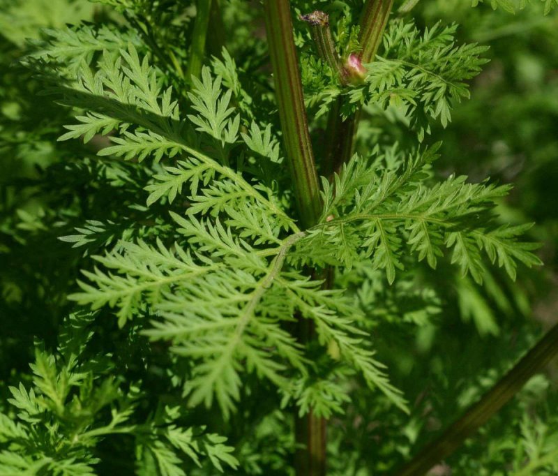 Artemisia abrotanum