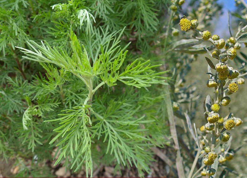 Artemisia abrotanum, Coca Cola