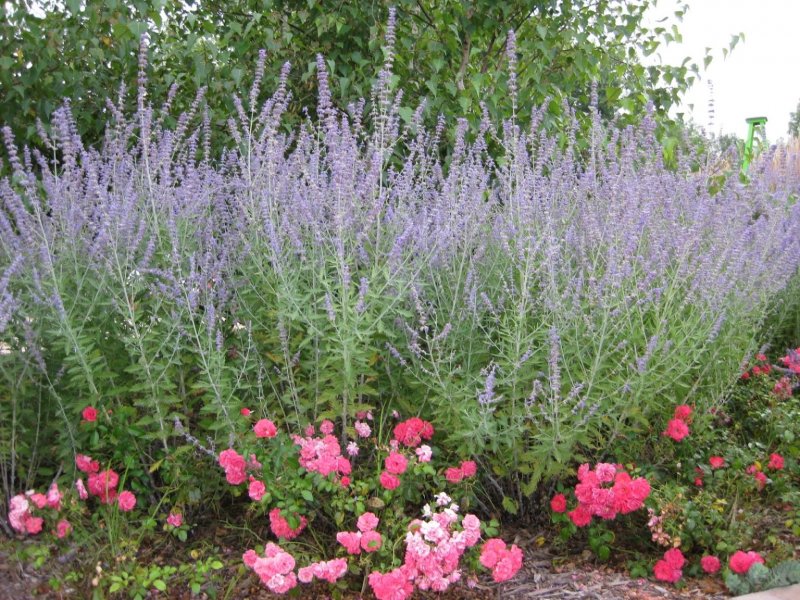 Perovskia atriplicifolia