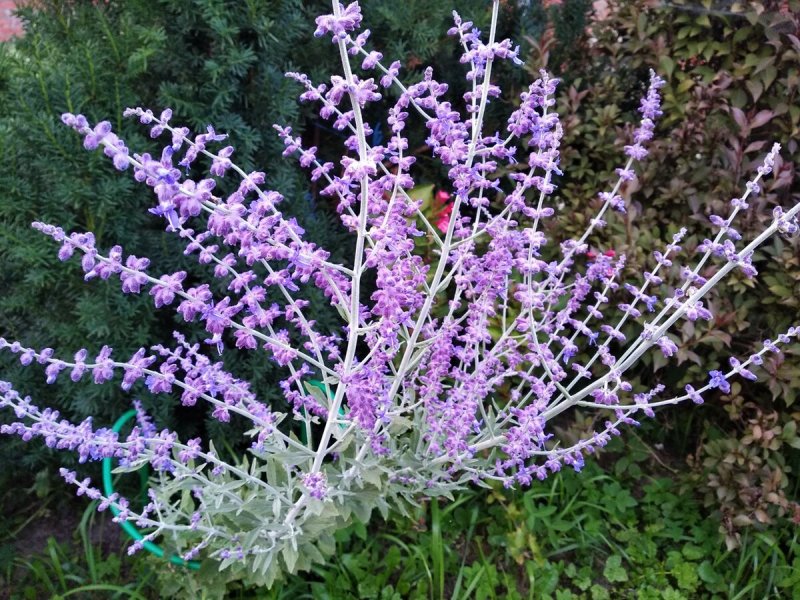 Перовския лебедолистная little Spire