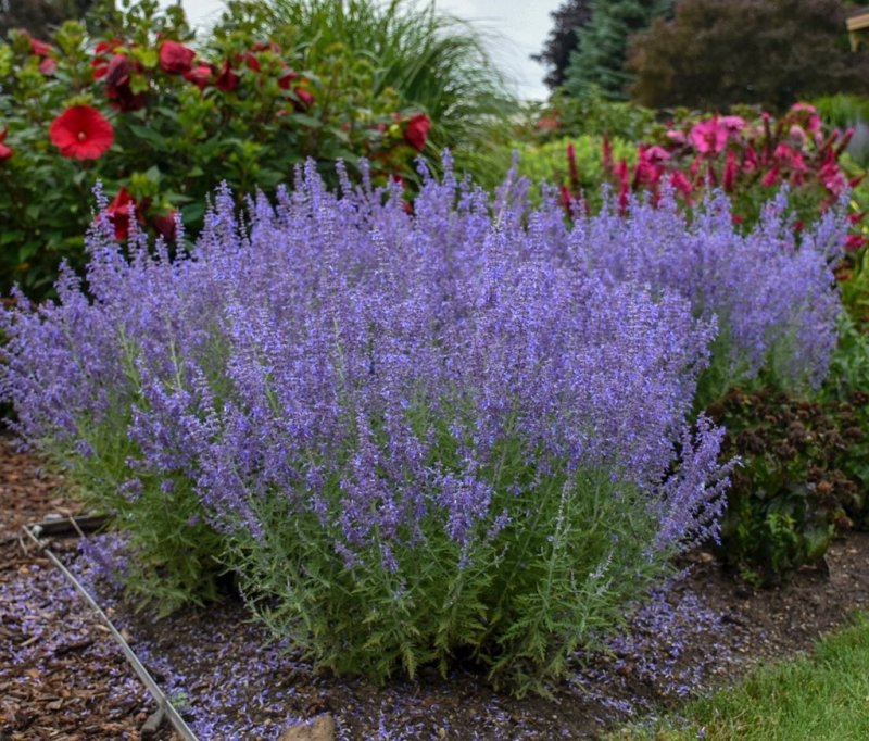 Перовския (Perovskia atriplicifolia)