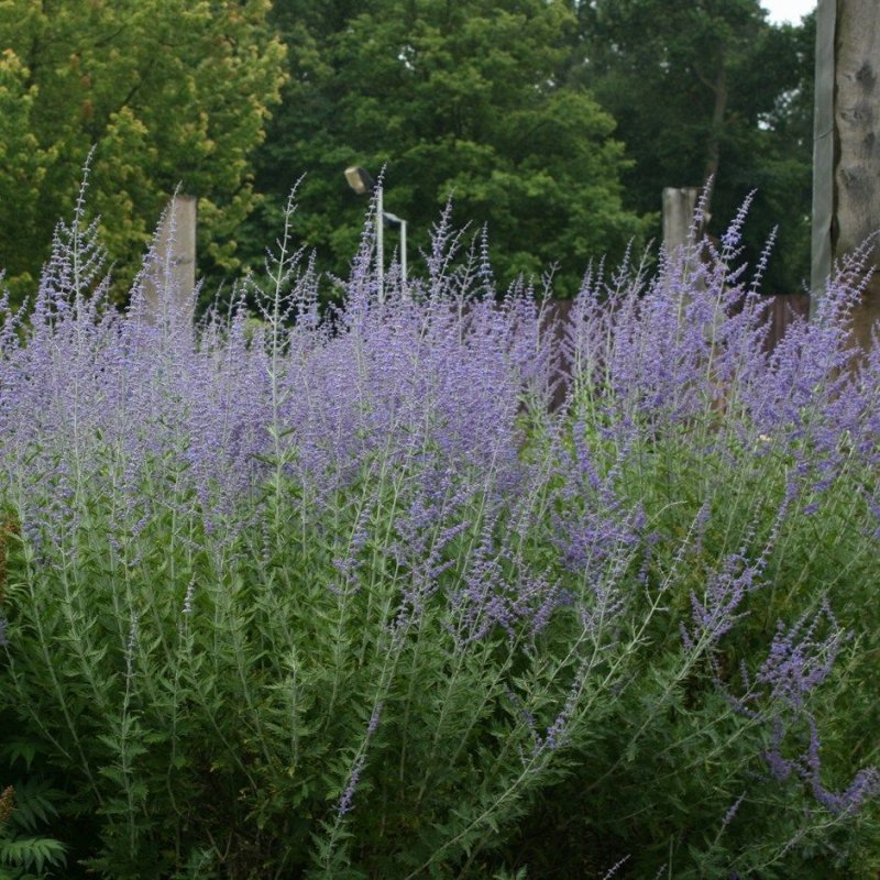 Перовския (Perovskia atriplicifolia)