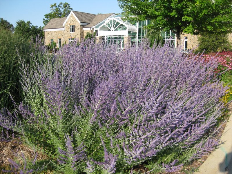 Перовския лебедолистная Russian Sage