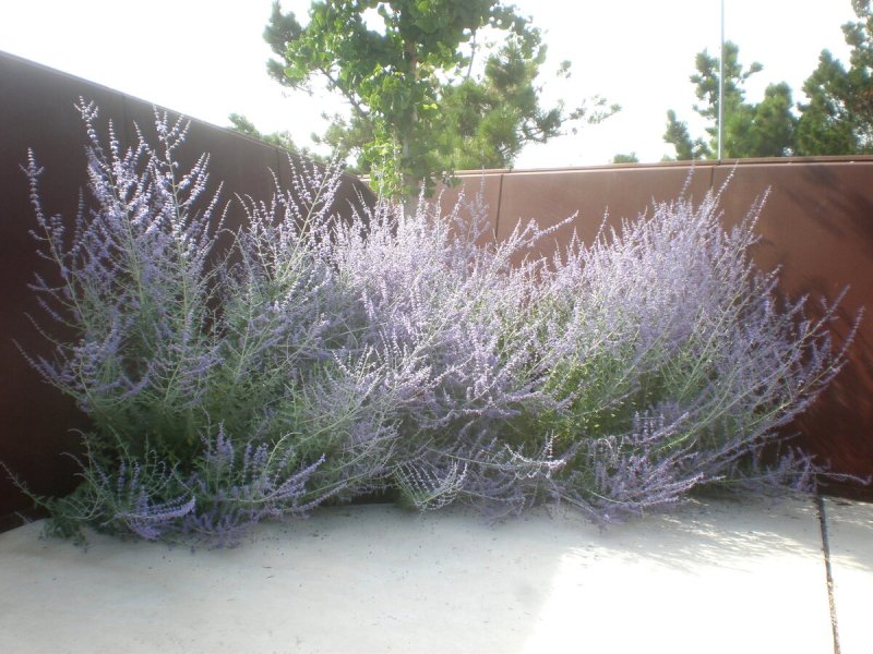 Perovskia atriplicifolia