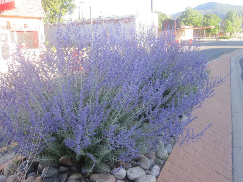 Перовския Perovskia atriplicifolia "Rocketman"