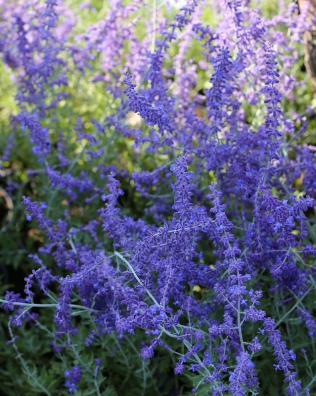 Перовския лебедолистная (Perovskia atriplicifolia Blue Steel)