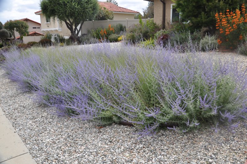 Перовския гибридная (Perovskia аtriplicifolia) Литтл Спайр