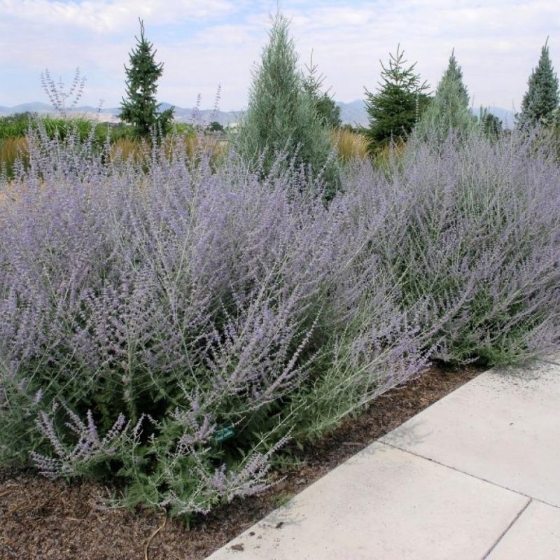 Перовския лебедолистная Perovskia atriplicifolia 'little Spire'