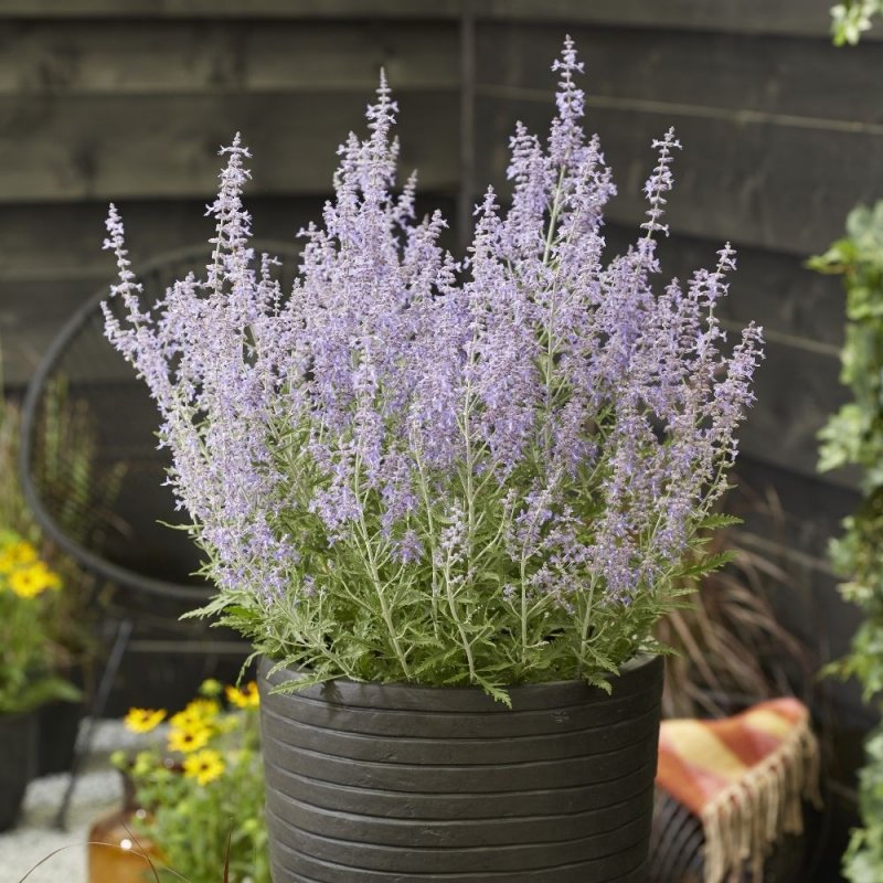 Перовския (Perovskia atriplicifolia)