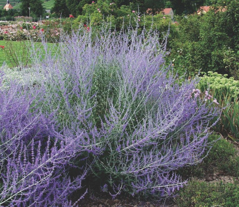 Перовския (Perovskia atriplicifolia)