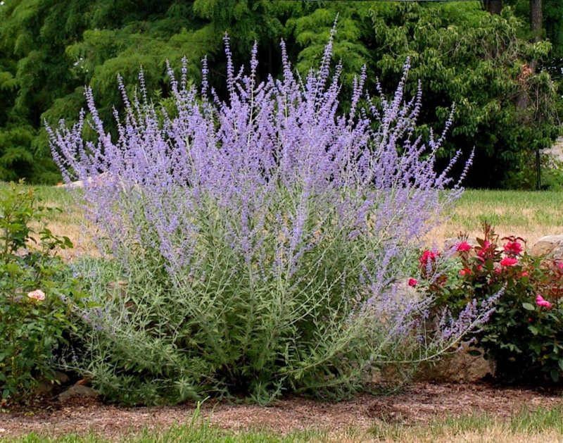 Перовския гибридная (Perovskia аtriplicifolia) Литтл Спайр