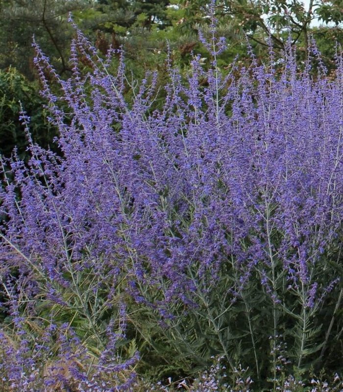 Перовския Perovskia atriplicifolia Blue Spire