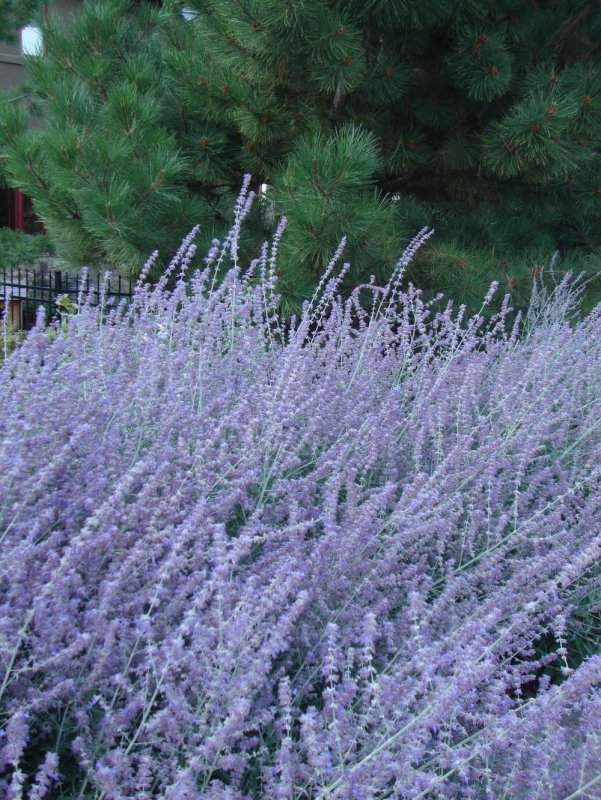 Перовския atriplicifolia
