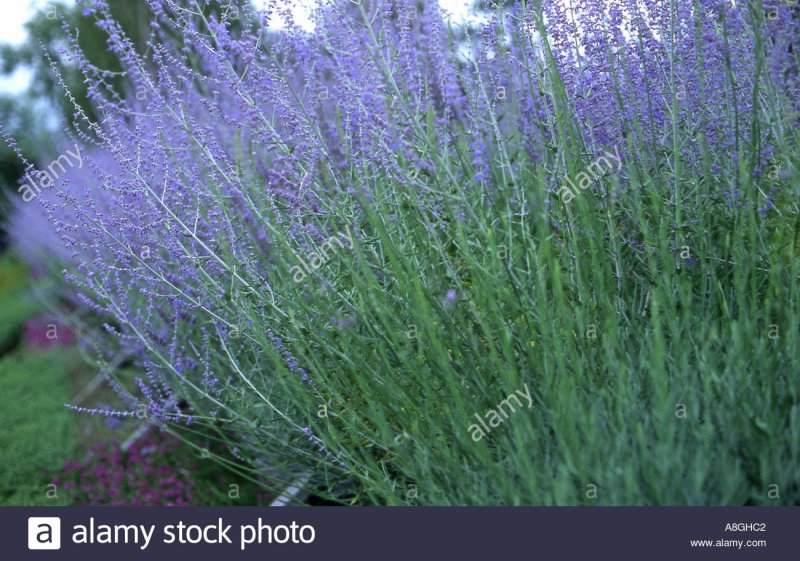 Перовския лебедолистная Perovskia atriplicifolia 'little Spire'