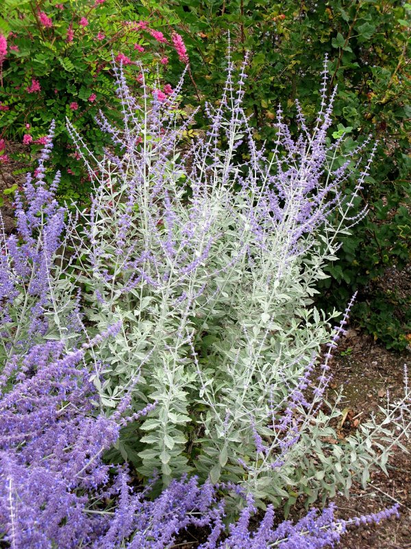 Перовския Perovskia atriplicifolia "Rocketman"