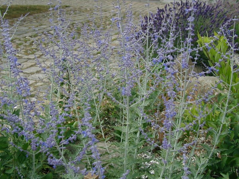 Perovskia Blue Spire