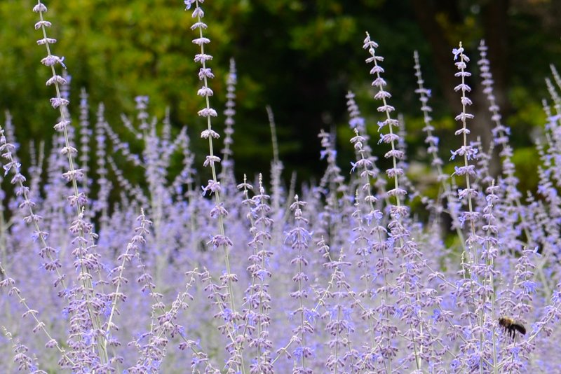 Перовския лебедолистная . . . . . С2. . . , Perovskia atriplicifolia